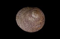 藏品(頭巾黑鐘螺)的圖片